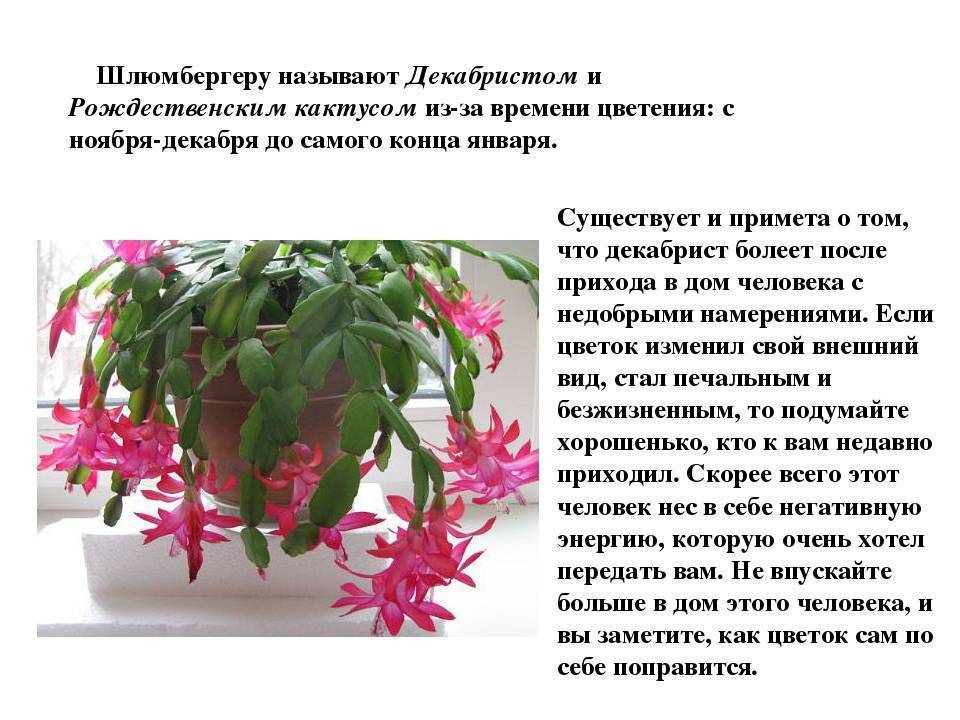 Цветы 2 раза в год. Цветок декабрист шлюмбергера. Растение шлюмбергера декабрист. Шлюмбергера декабрист Зигокактус. Зигокактус рождественник.