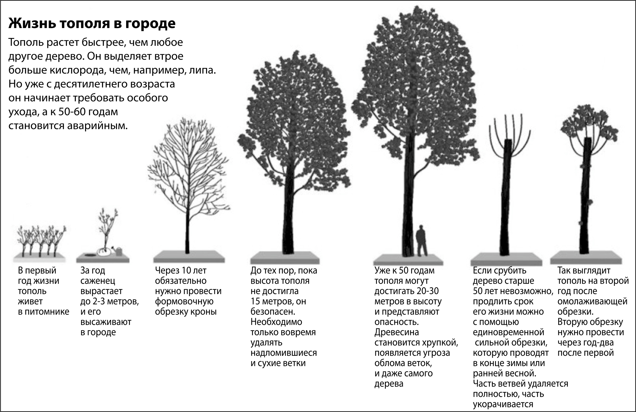 Самые Быстрорастущие Деревья Средней Полосы