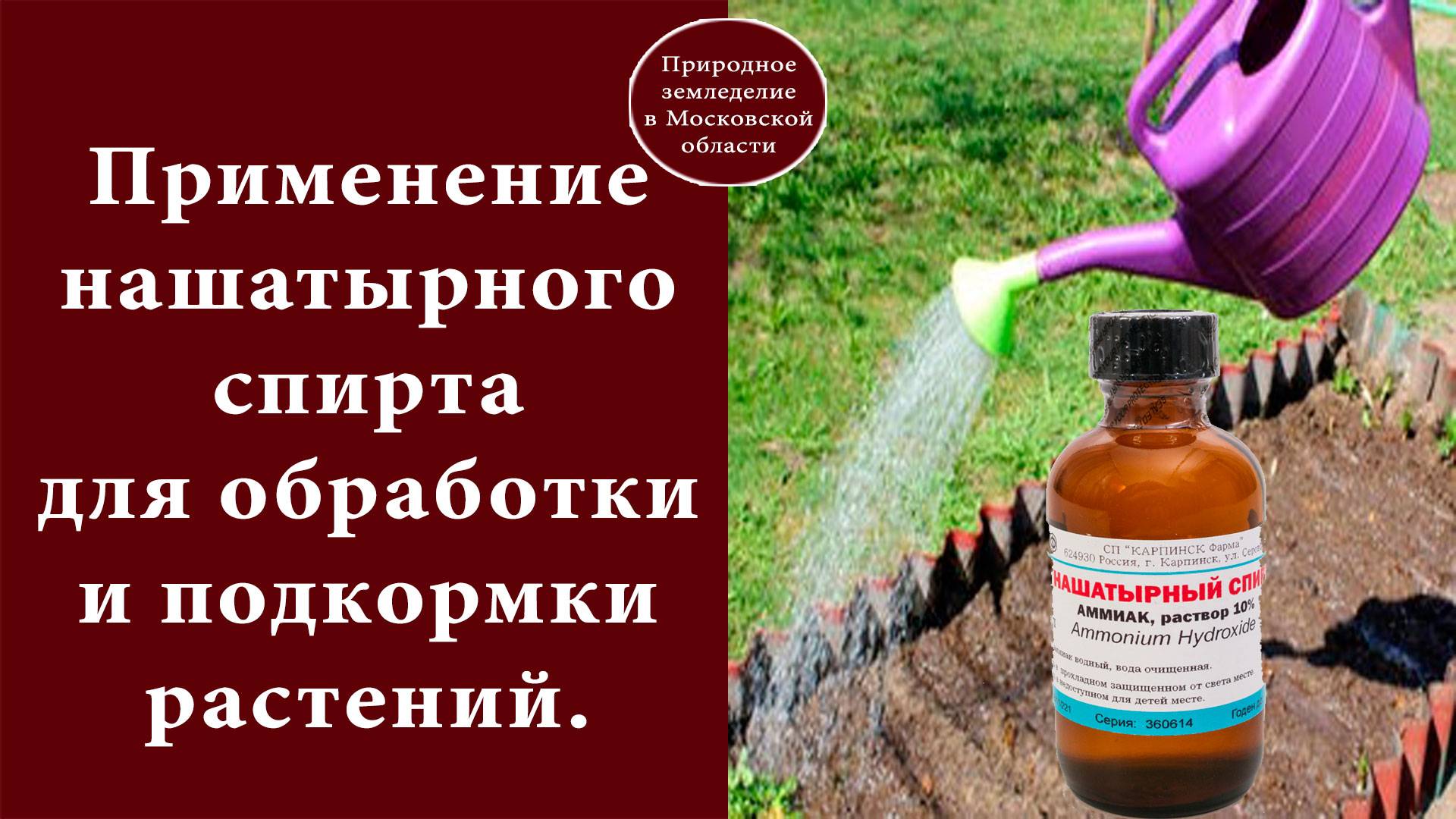 Нашатырный спирт как удобрение, полив от вредителей