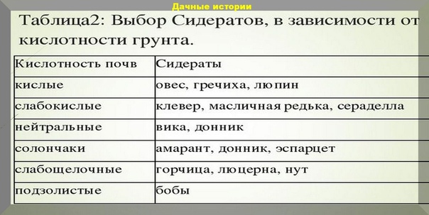 Сидераты: какие лучше сеять в огороде и как воздействуют на почву, что содержат