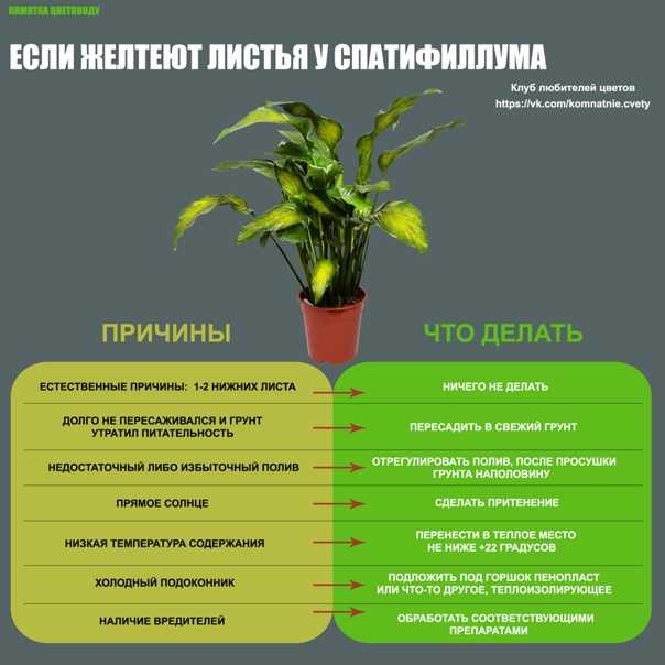 Спатифиллум: уход в домашних условиях