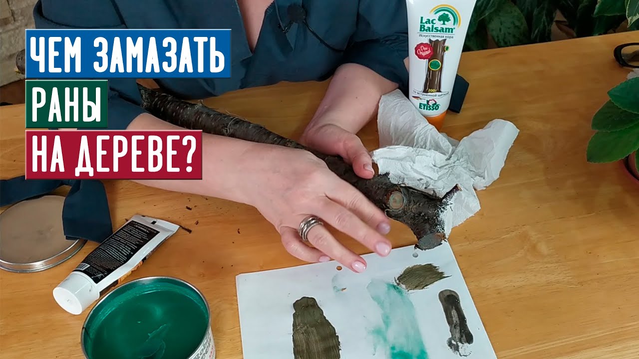 Обработка ран и срезов яблонь и других плодовых деревьев