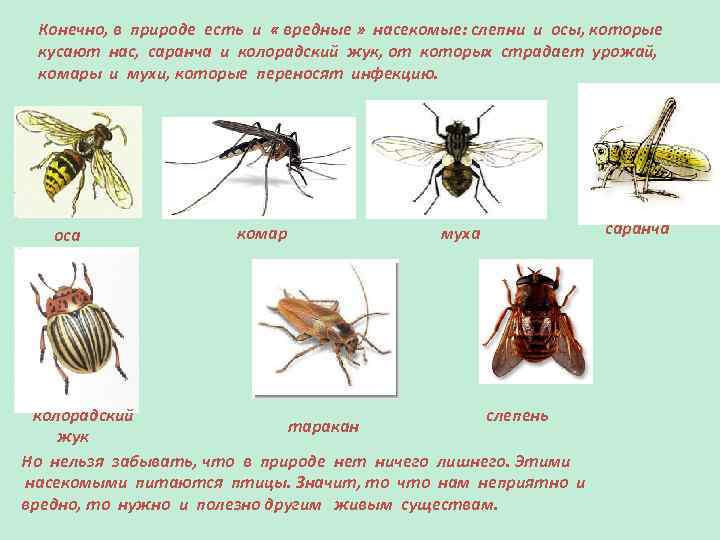 Топ-10 насекомых-вредителей | vivareit
