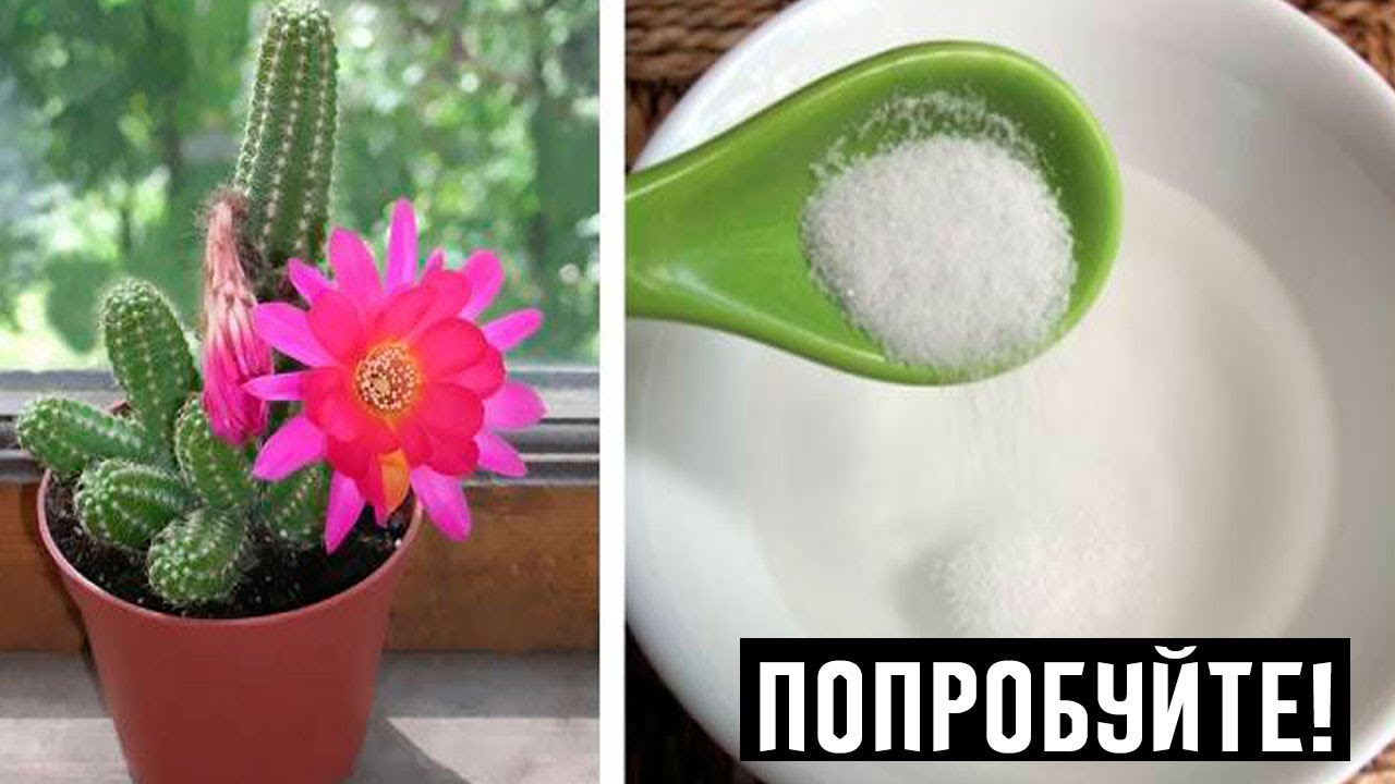 Чем подкормить комнатные цветы в домашних условиях