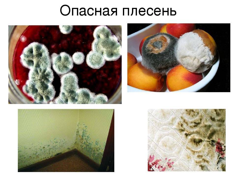 Черная плесень: чем опасна для здоровья, как избавиться (средство от черной плесени)