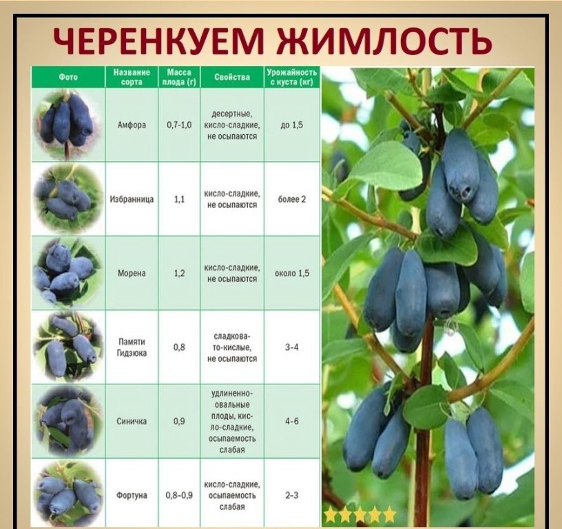 Самые сладкие сорта жимолости
