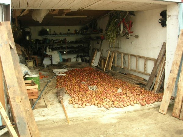 Топ-5 ошибок при хранении картофеля: все нюансы хранения