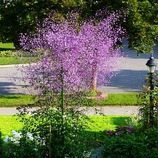 Цветок василистник - уход, описание, сорта, лечебные свойства и фото василистника