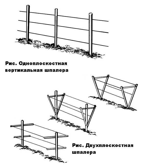 Шпалера виноград чертежи