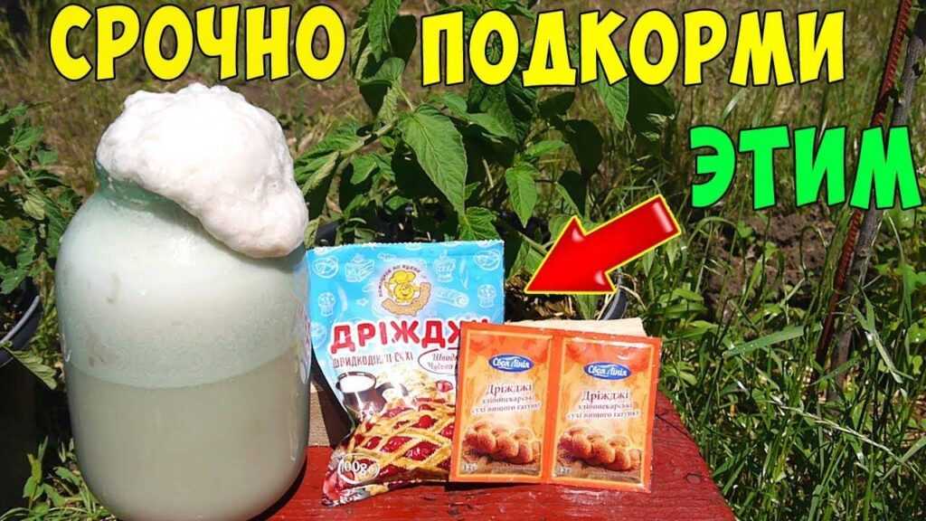 Подкормка огурцов, томатов и перца дрожжами: отзывы и лучшие рецепты