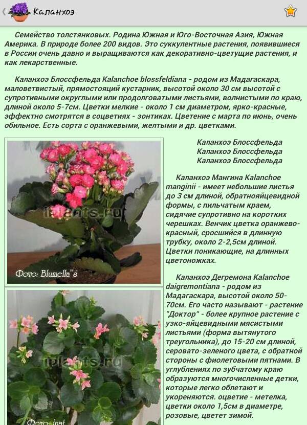 Каланхоэ - уход в домашних условиях, цветение, размножение и пересадка, видео