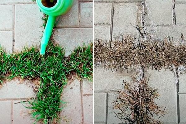 Как избавляются от травы между тротуарными плитками, эффективные методы и средства — офремонт