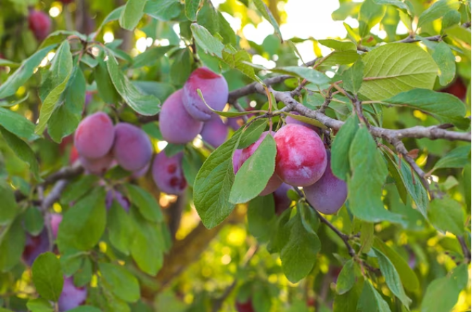 Хотите получить хороший урожай? научитесь правильно обрезать плодово-ягодные деревья