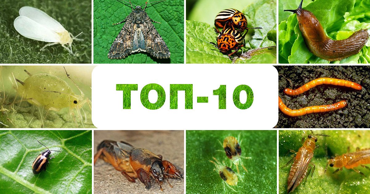 Топ-10 насекомых-вредителей