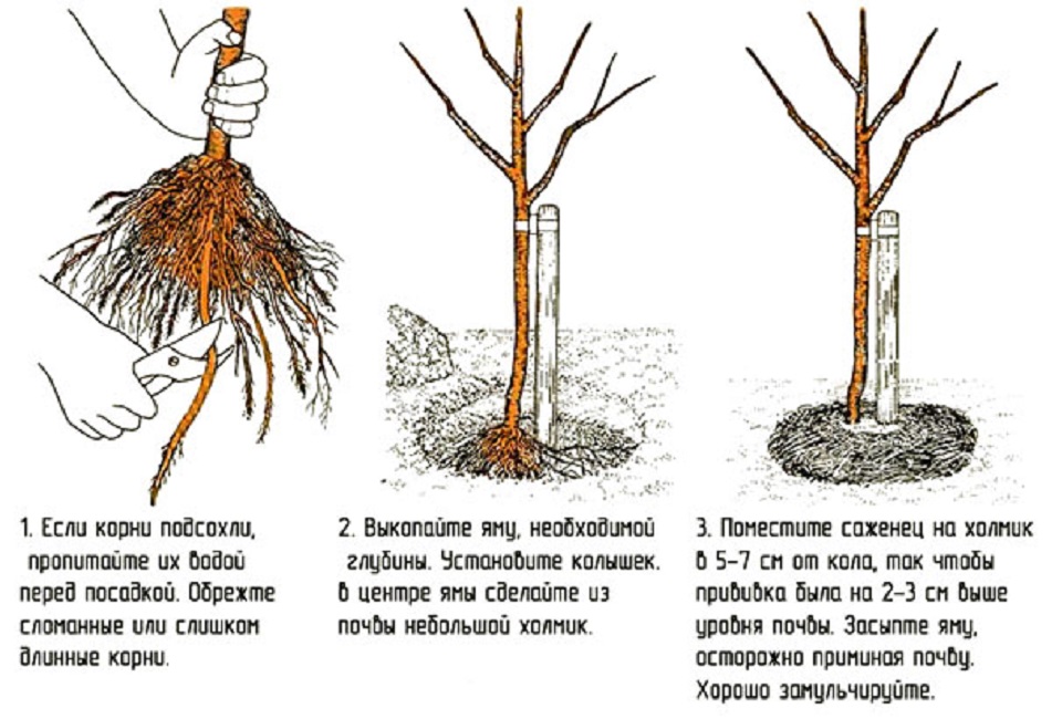 Как правильно выбрать дерево для сада: полезные советы