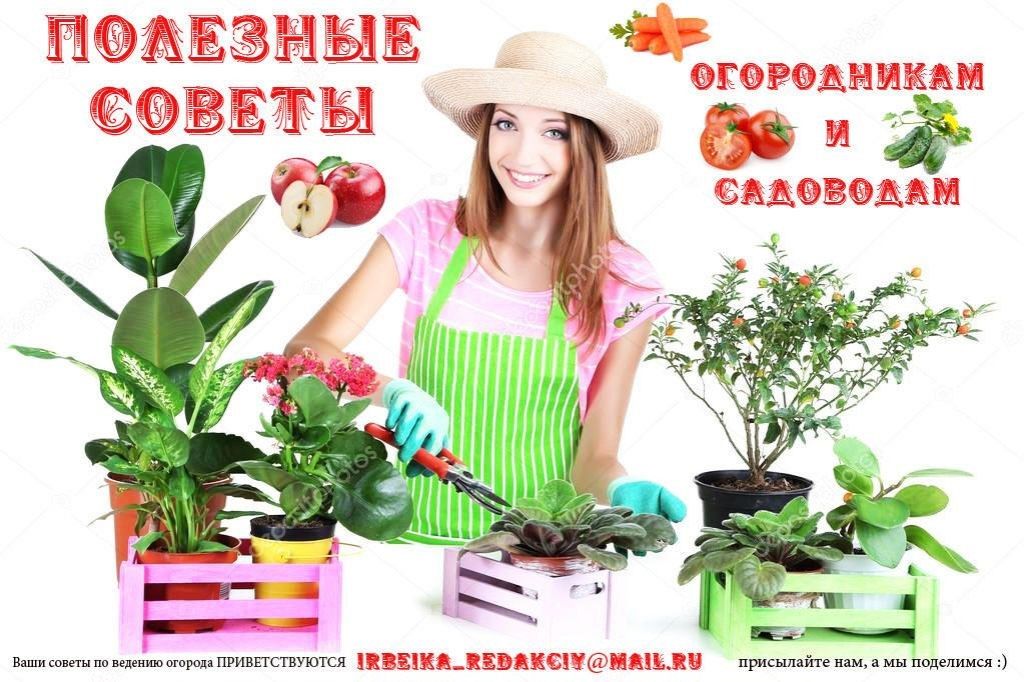 Что посадить на огороде в 2023 году: когда и как сажать, список овощей и ягод