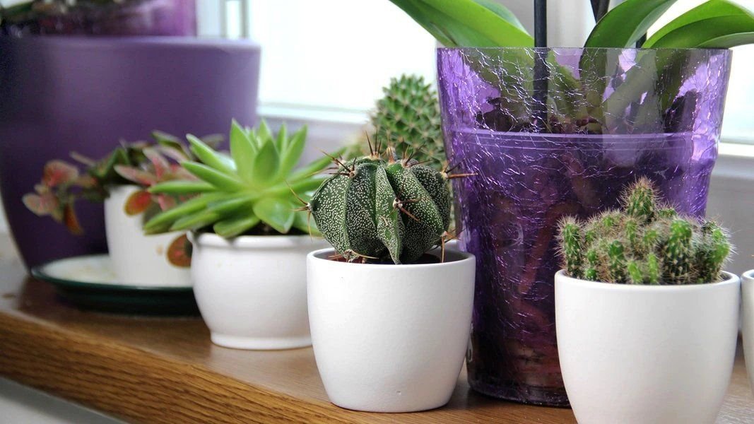 Полезные комнатные растения для дома — какие стоит обязательно купить?
