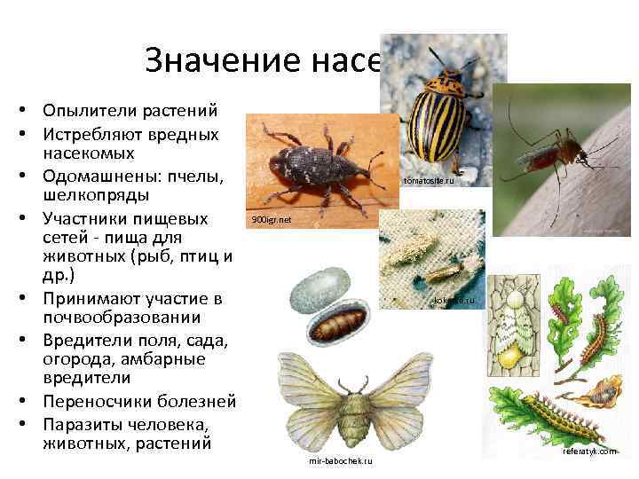 10 главных причин почему важны насекомые
