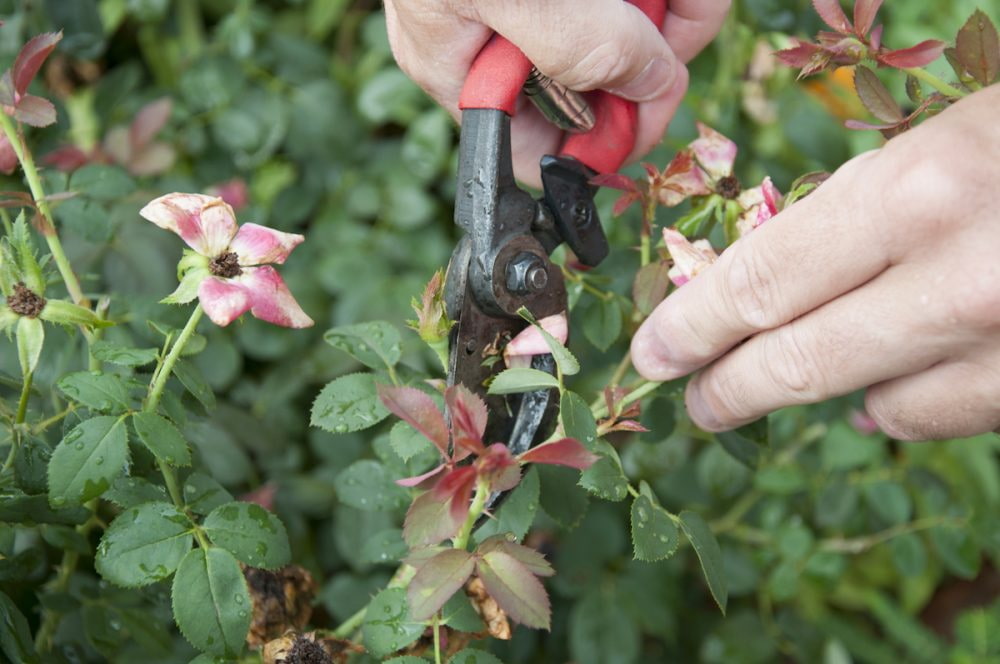 Как правильно ухаживать за розами в открытом грунте летом для красивого цветения