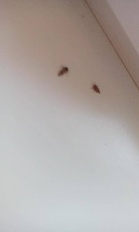 Долгоносики в квартире: как избавиться и чем вывести жука