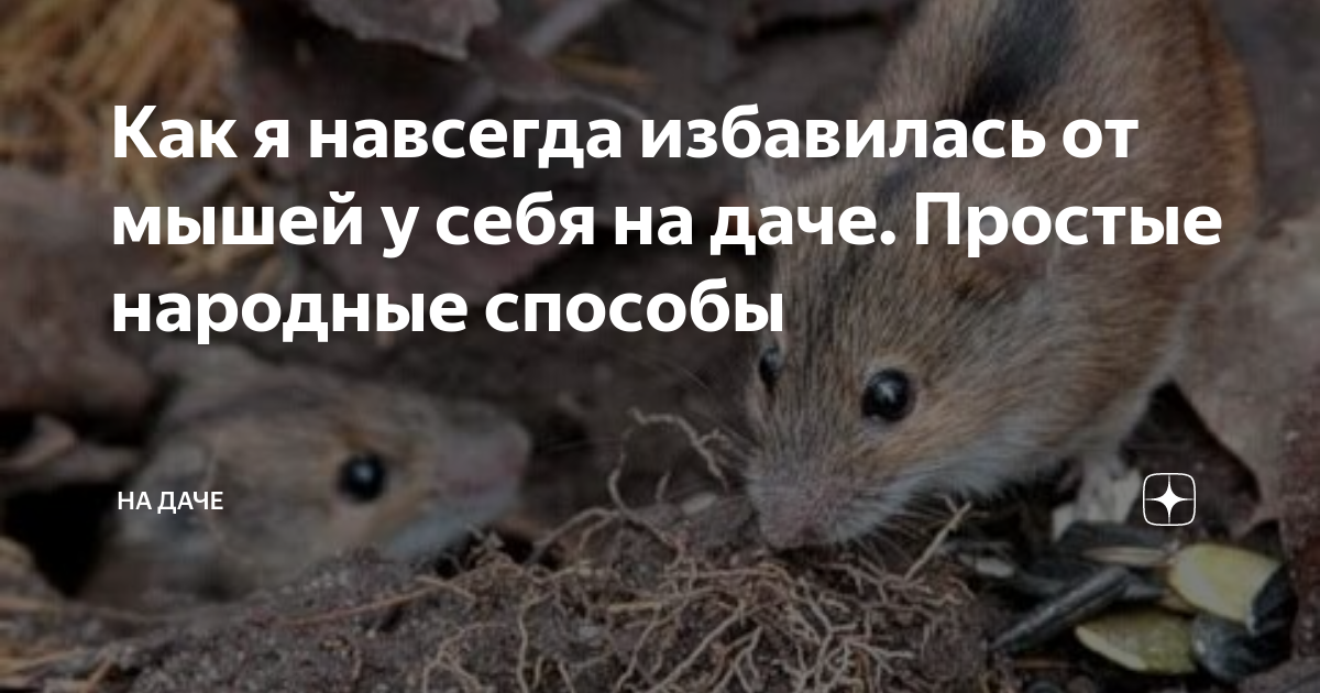 Как защитить дачу от мышей зимой: обзор способов защиты деревьев и дома
как защитить дачу от мышей зимой: обзор способов защиты деревьев и дома