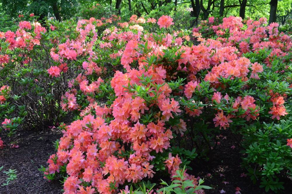 Рододендрон листопадный - украшение сада. выращивание и уход