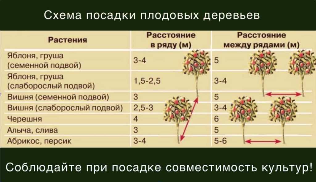 Влаголюбивые растения: домашние и садовые цветы | клуб цветоводов