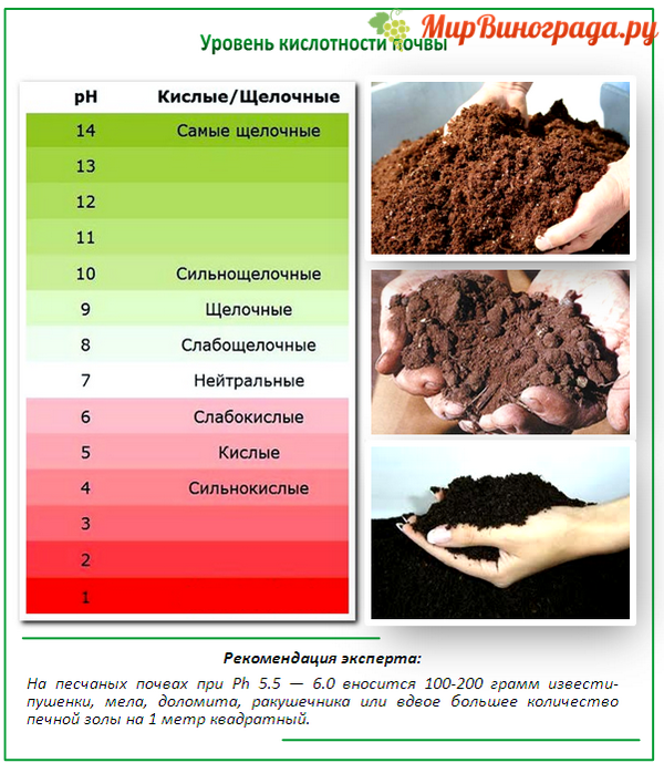 Как измерить кислотность почвы