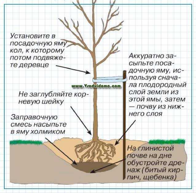 10 важных правил посадки деревьев от опытного садовника