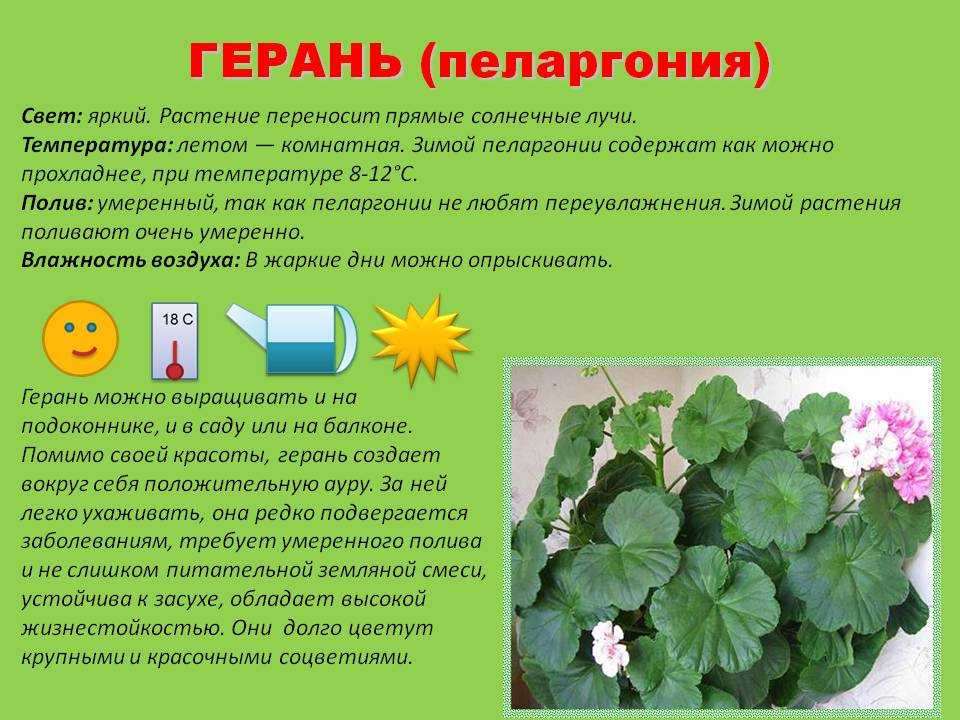 Герань комнатная: фото, уход в домашних условиях, чтобы цвела, почему желтеют листья, полив, размножение, обрезка
