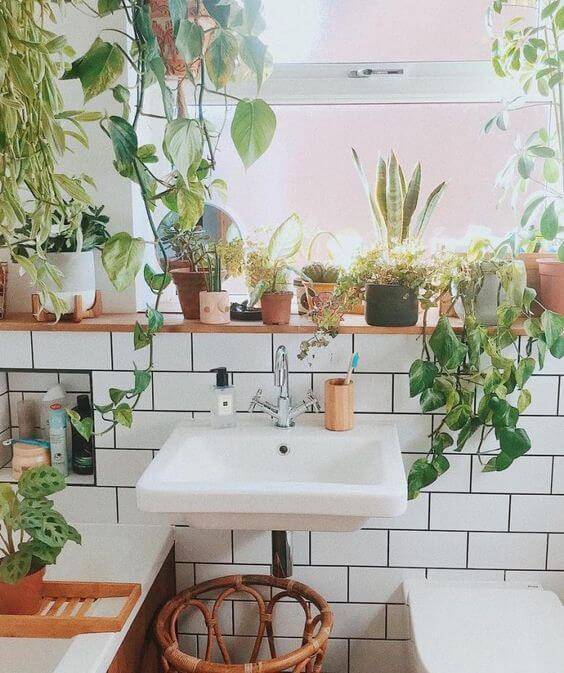 Растения для ванной комнаты без окон