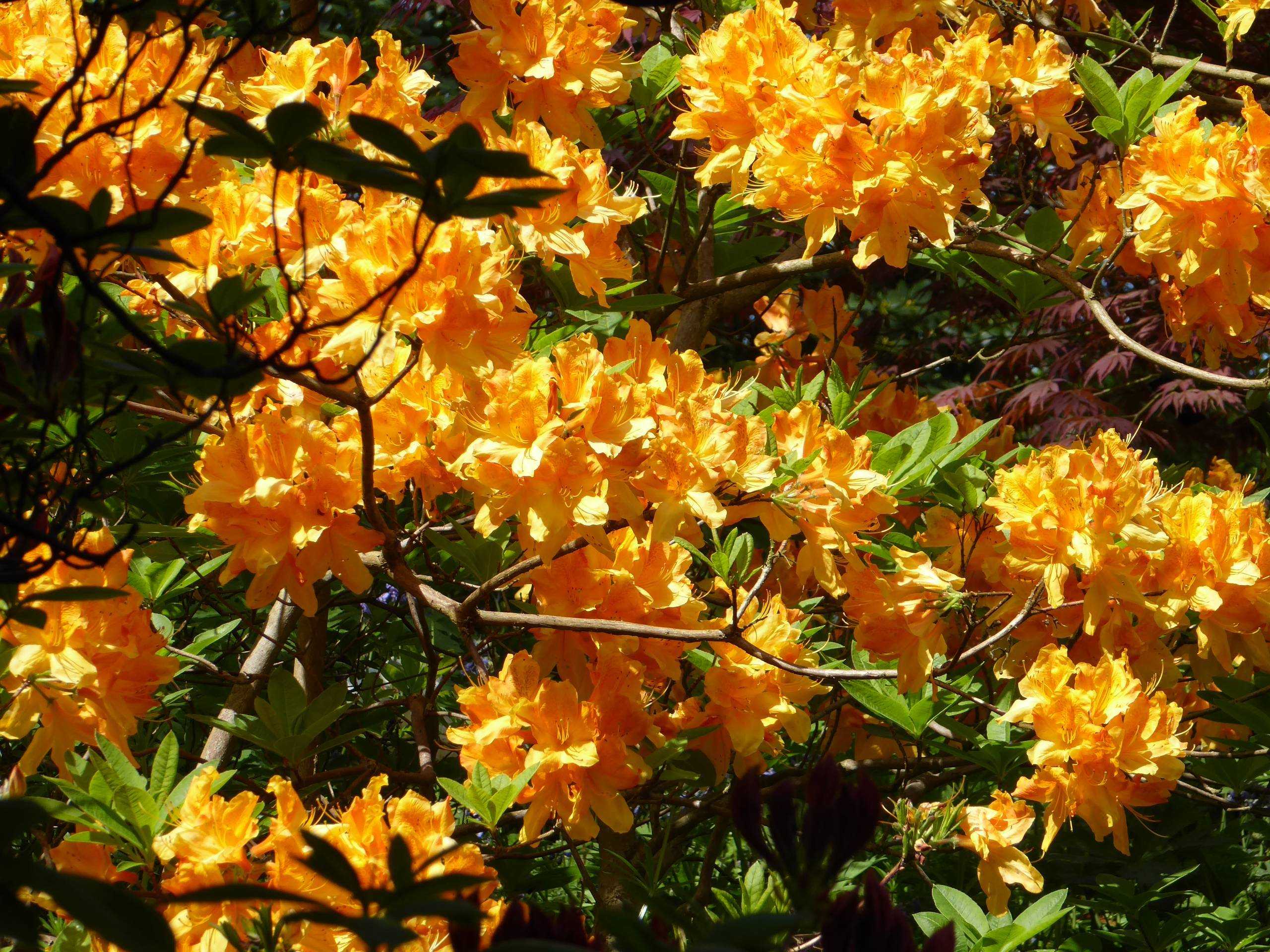 Цветок рододендрон: посадка и уход (+фото)