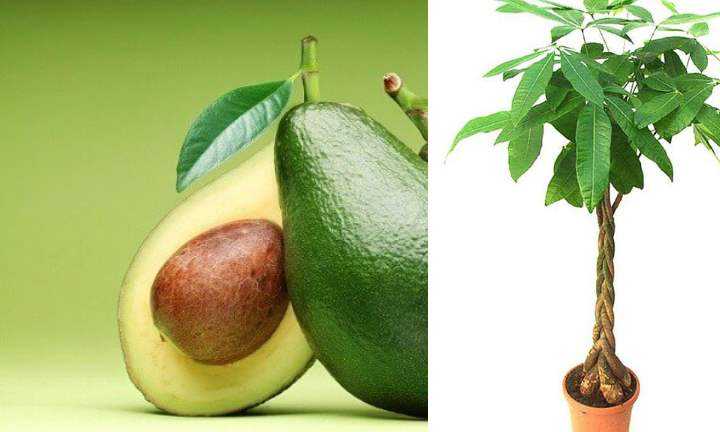 Как вырастить авокадо из косточки на участке, особенности ухода
