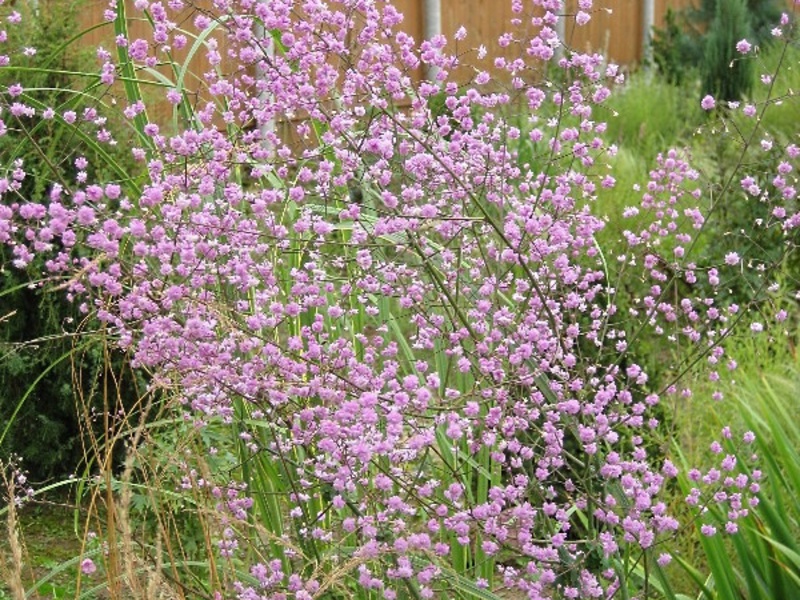 Василистник делавея — посадка и уход за растением – уход за растениями