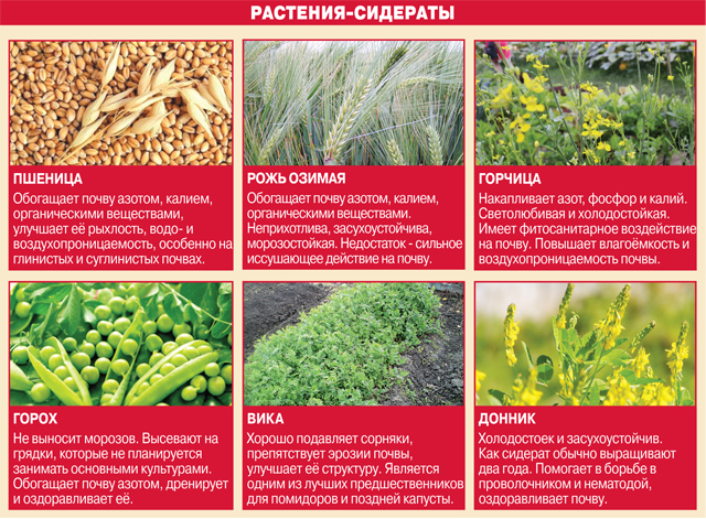 Сидераты: какие лучше сеять в огороде и как воздействуют на почву