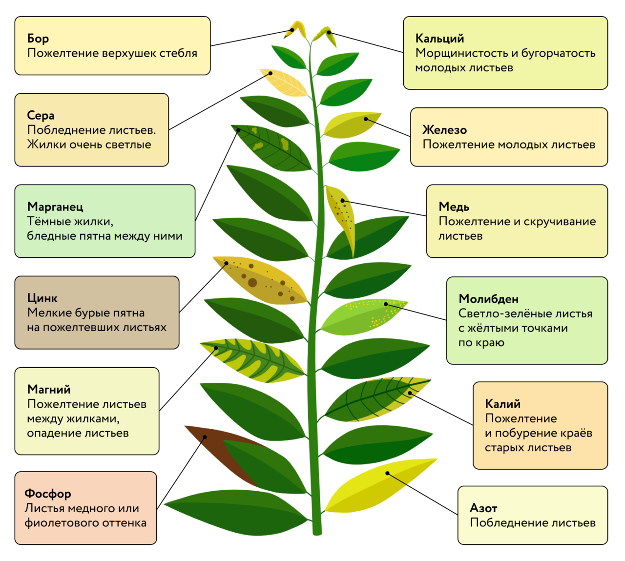Желтеют листья чего не хватает растению. Нехватка микроэлементов. Дефициты растений по листья. Нехватка микроэлементов у растений по листьям. Недостаток Минеральных веществ по листьям.