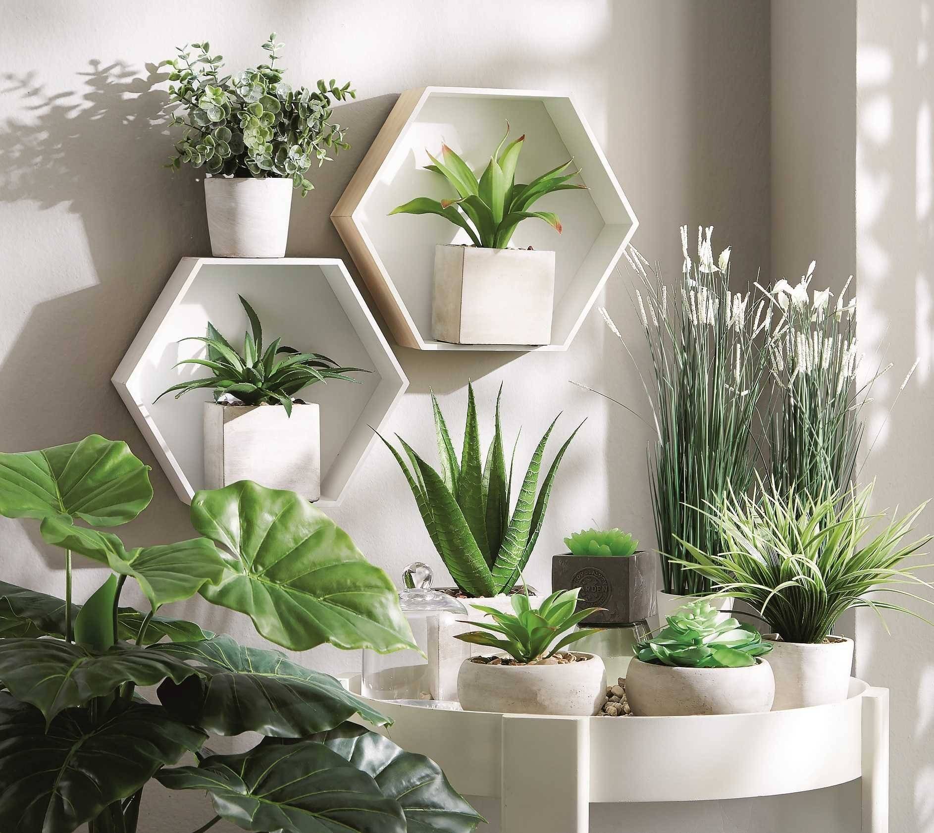 комнатные растения в современном интерьере
