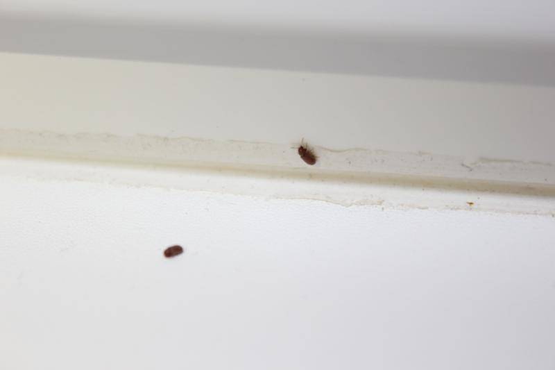 Маленькие коричневые жучки в квартире: как избавиться от жучков