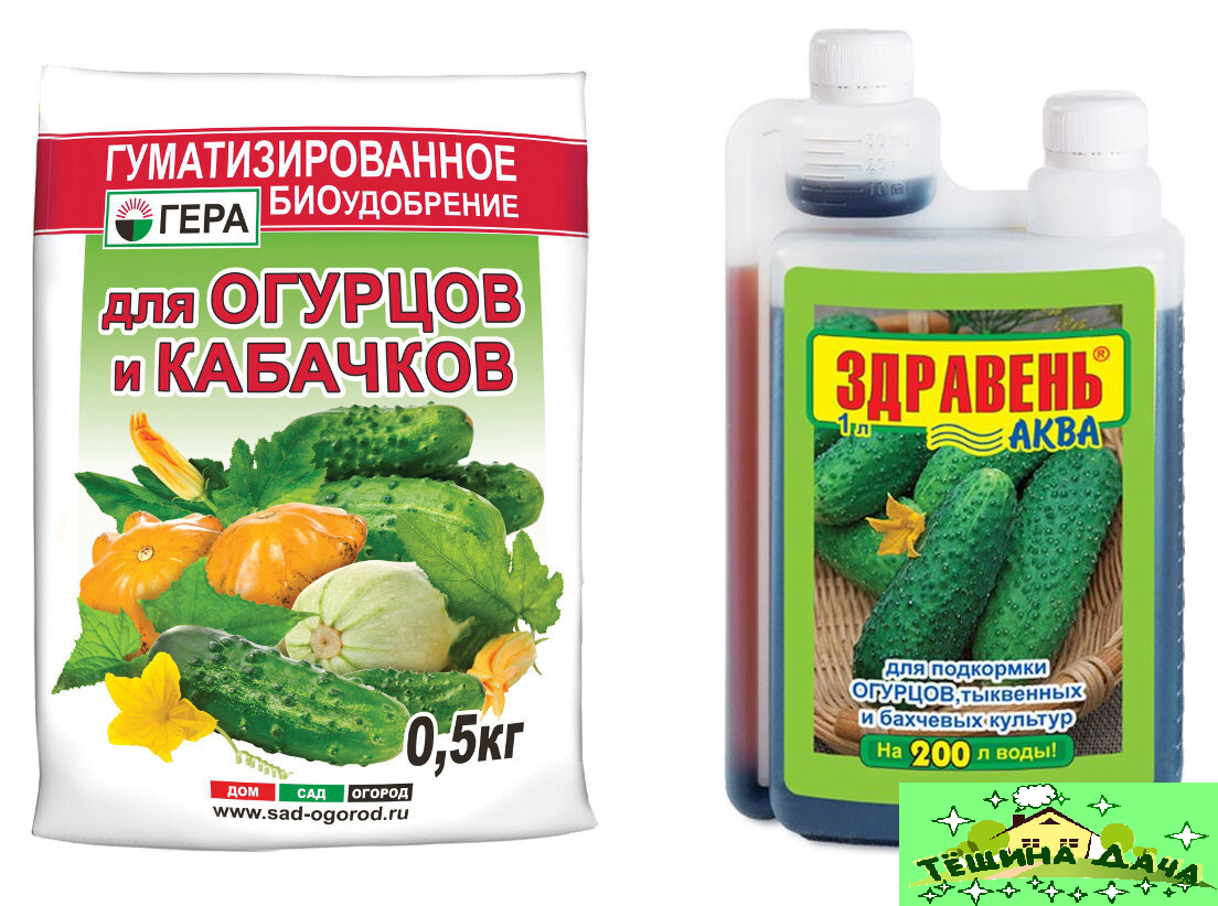 Чем подкармливать огурцы, чтобы они выросли сладкими