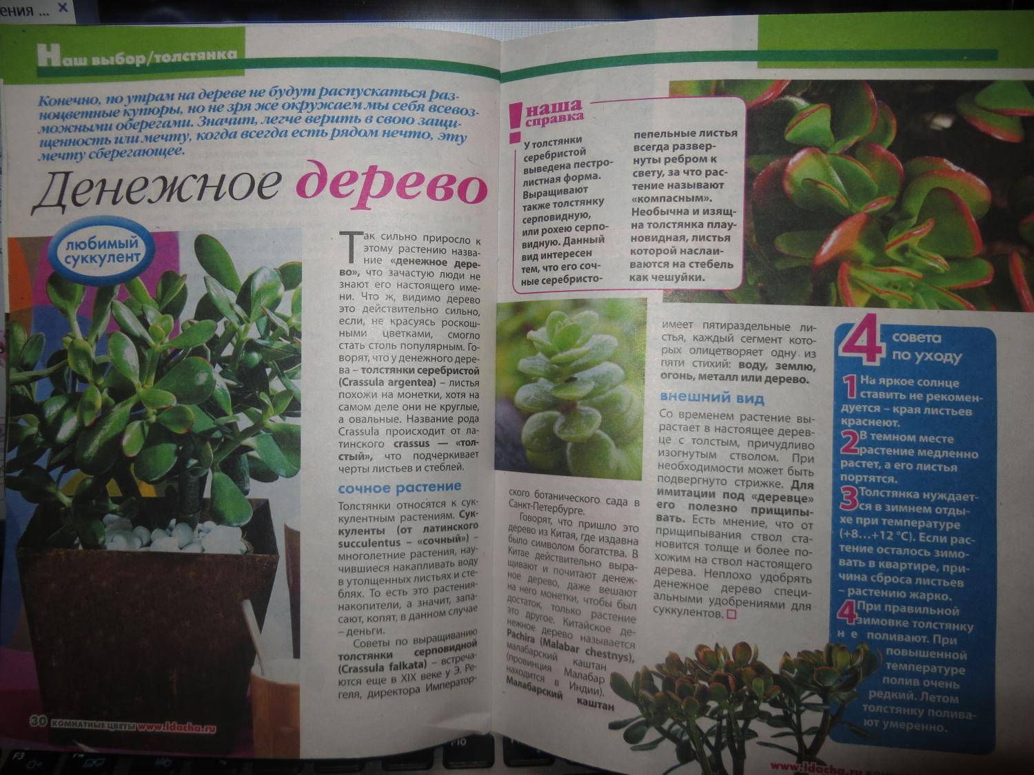Уход за толстянкой (денежным деревом, крассулой) , как не погубить толстянку