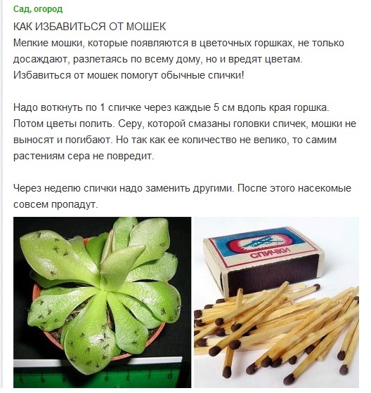 Как избавиться от мошки на комнатных цветах: советы специалистов. 12 способов избавиться от мошек в цветочных горшках