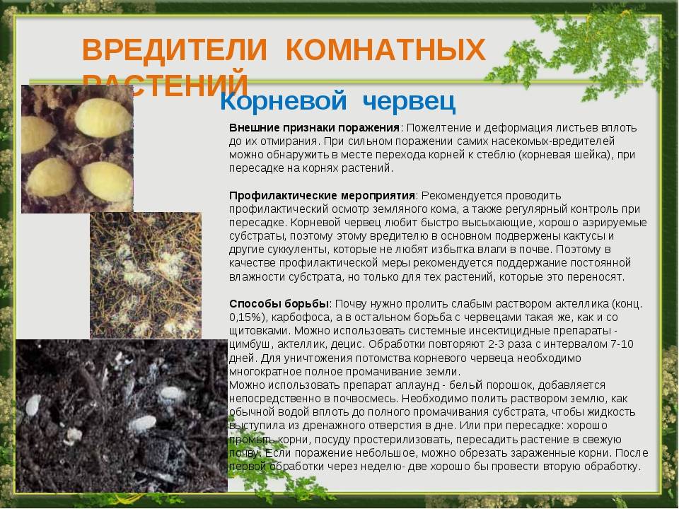 Болезни комнатных растений и как с ними бороться (+фото)