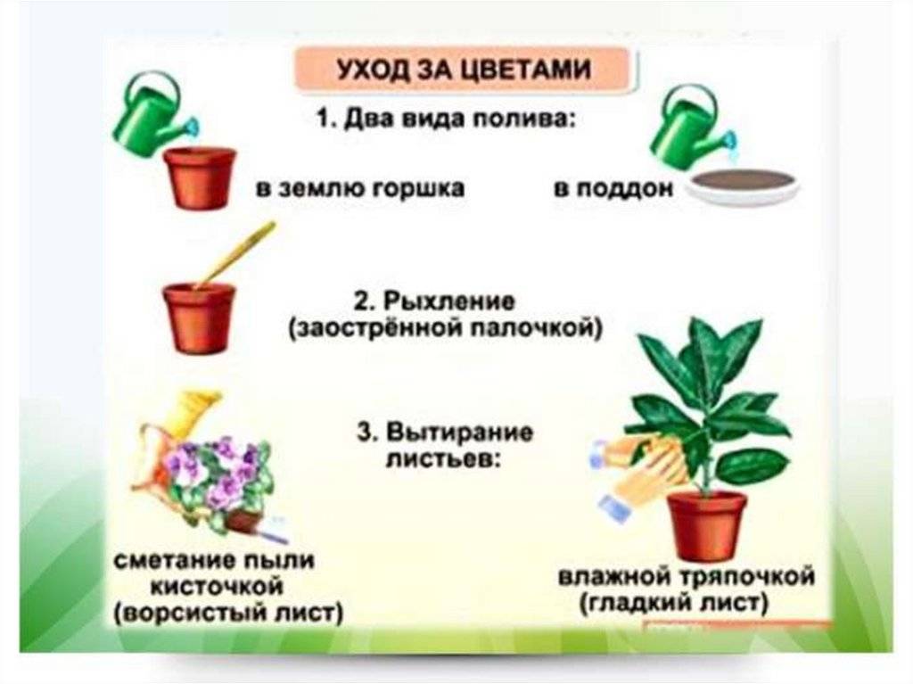 Проект по окружающему миру 3 класс комнатные растения