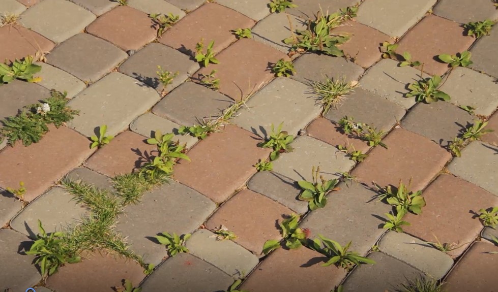7 рабочих способов, как избавиться от травы между тротуарной плиткой