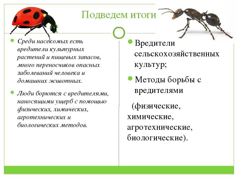 Полезные животные в саду: насекомые. | russianpermaculture.ru
