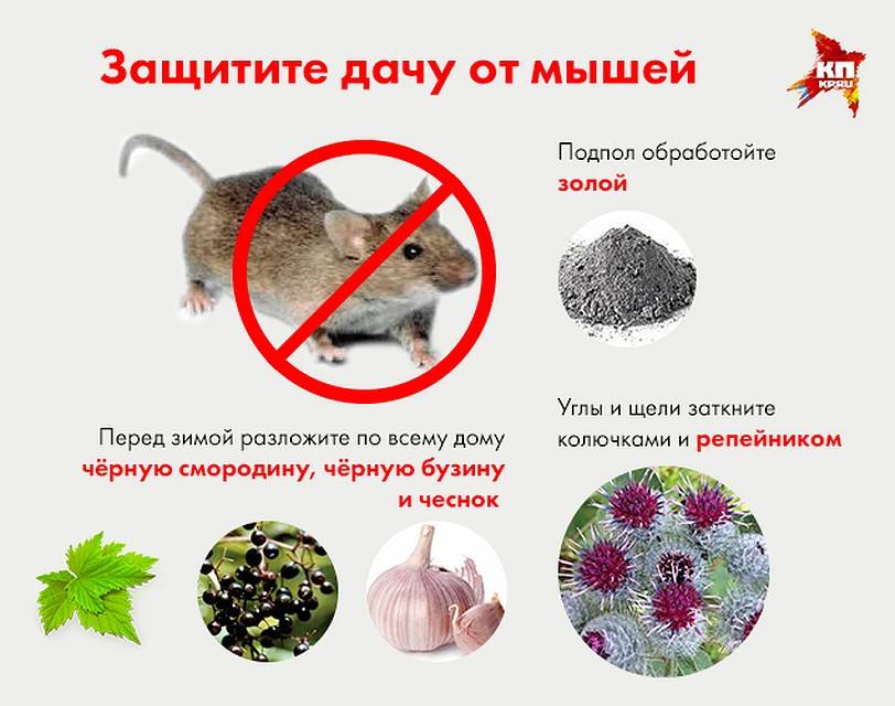 Чего боятся мыши в доме, какими народными средствами их отпугнуть?