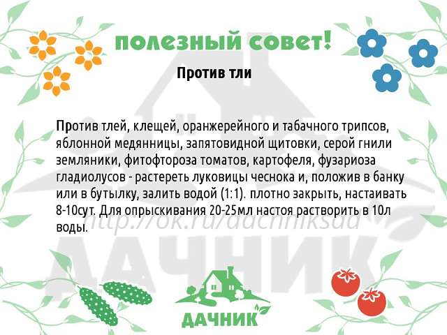 Марганцовка — спасение для ваших растений [правила прикормки]