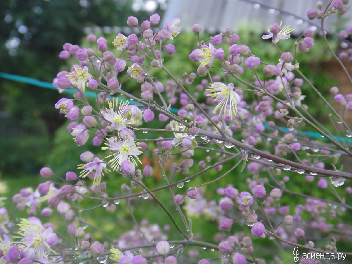 Василистник: виды с фото, посадка и уход