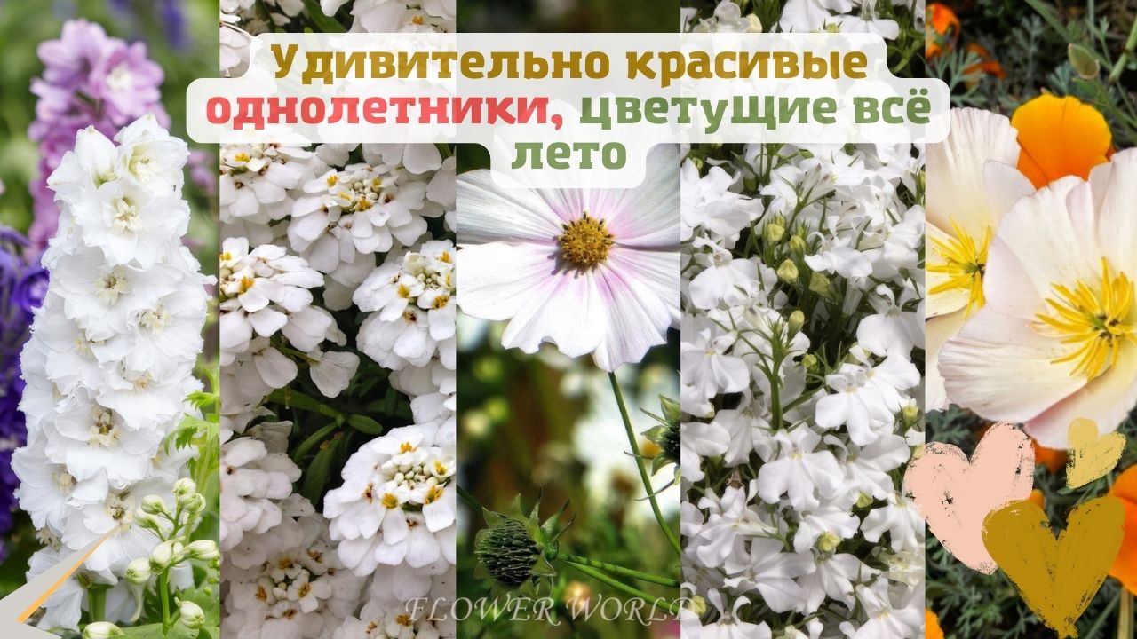 Однолетние цветы цветущие все лето фото и название, описание