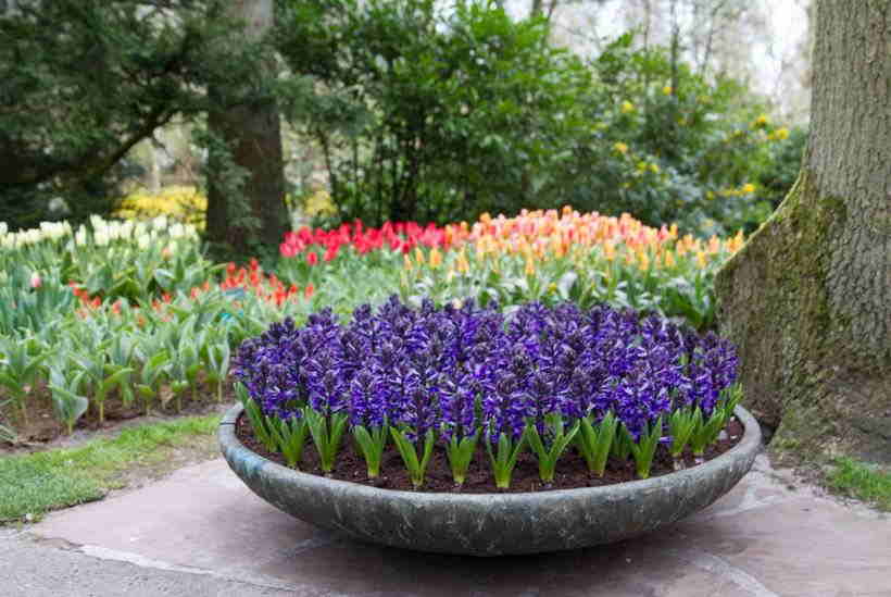 Список цветов, которые можно сажать в мае в открытый грунт: фото, название, описание